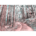 non-woven tapet ForestWalk natur træ fototapet Designwalls i brun og grøn 