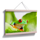 Poster - Grenouille
