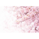 Fototapet - Delicate Flowers