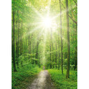 Fototapeta na ścianę Sunny Forest