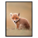 Plakat van Duijn - Baby fox
