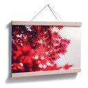 Poster - Érable en automne