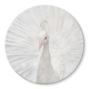 Tableau sur verre Fegari - Paon blanc - Rond