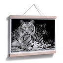 Plakat Dwa królewskie tygrysy bengalskie - czarny/biały
