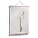 Plakat Ranunculus 03