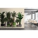 Fotomural Paredes de Patel 3 Plant Shop 1 verde, beige, gris, negro