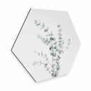 Hexagone - Alu-Dibond Sisi & Seb - Branche d'Eucalyptus