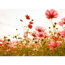 non-woven tapet FlowerMeadow natur valmuer fototapet Designwalls i pink og grøn 