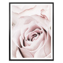 Plakat 1X Studio - Szlachetna róża