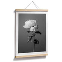 Plakat 1X Studio - Piwonia czarno-biały