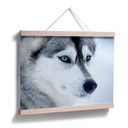 Plakat Lodowe niebieskie oczy