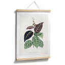 Ilustracja liścia plakatu - Bignonia Argyro Violascea