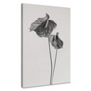 Obraz na płótnie Grønkjær - Anthurium czarno-białe