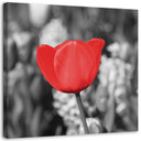 Canvasbillede, Røde tulipaner på en eng