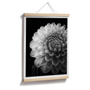 Plakat Grønkjær - Dahlia