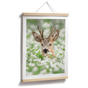 Plakat van Duijn - Młody roebuck we wrzosach