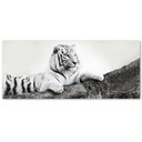 Canvasbillede, Tiger dyreliv natur