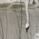 Natuur Fotobehang lotusbloemen met zwaan in het water in grijs - Ms Tiff