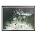 Plakat Delgado - odmiana Dandelion