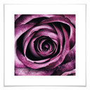 Plakat Violet Rose