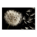 Wandbild Pusteblume - Alu-Dibond