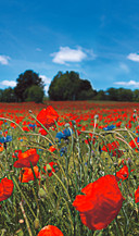 Fototapet med blomstereng og blå himmel Rød, Grøn, Blomstret 2,70 x 1,59 m