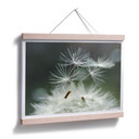 Plakat Delgado - odmiana Dandelion