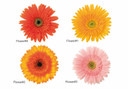 Sticker mural - Gerbera
