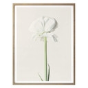 Plakat Ranunculus 03