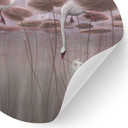 Wandtattoo Lotusblumen mit Schwan im Wasser in Altrosa - Ms Tiff - Rund