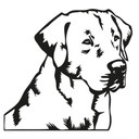 Sticker mural - Golden retriever