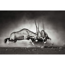 Fototapet Duellen - 384x260 cm