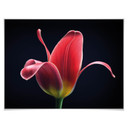 Plakat Grønkjær - Pierwszy tulipan