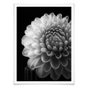 Plakat Grønkjær - Dahlia