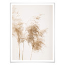 Plakat 1X Studio - Letnie trawy