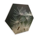 Hexagone - Placage bois de bouleau Delgado - Variété de pissenlits