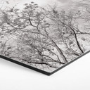 Hexagon Dibond High in the Trees