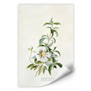 Wallprint W - Ehret - Zistrose