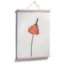 Plakat Czerwony kwiat 01