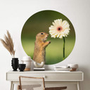 Muursticker rond Dick van Duijn - Eekhoorn met Gerbera