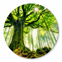 Tableau sur verre rond Kiciak - forêt de conte de fées
