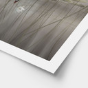 Poster lotusbloemen met zwaan in water in grijs - Ms Tiff