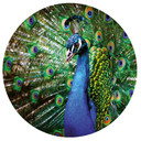Sticker mural Magnifique paon - Rond