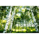 Fotobehang Papierbehang Sunshine Forest - 366x254 cm