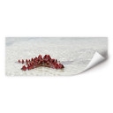 Poster autocollant - W - Étoile de Mer