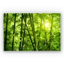 Tableau Forex - Rayon de soleil dan la forêt de bambous