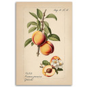 Leinwandbild Vintage-Obst Pfirsich