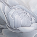 Tapet med blommotiv Big Pictures grå 2,50 x 2,70 m