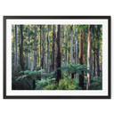 Plakat Las eukaliptusowy w Yarra Ranges - Colombo