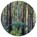 Bosque de eucaliptos en Yarra Ranges | fotomural - Colombo - Round - Papel pintado autoadhesivo/no t